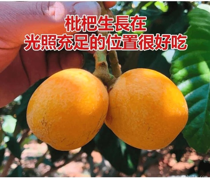 竹鹽枇杷乾&copy;萃品匯